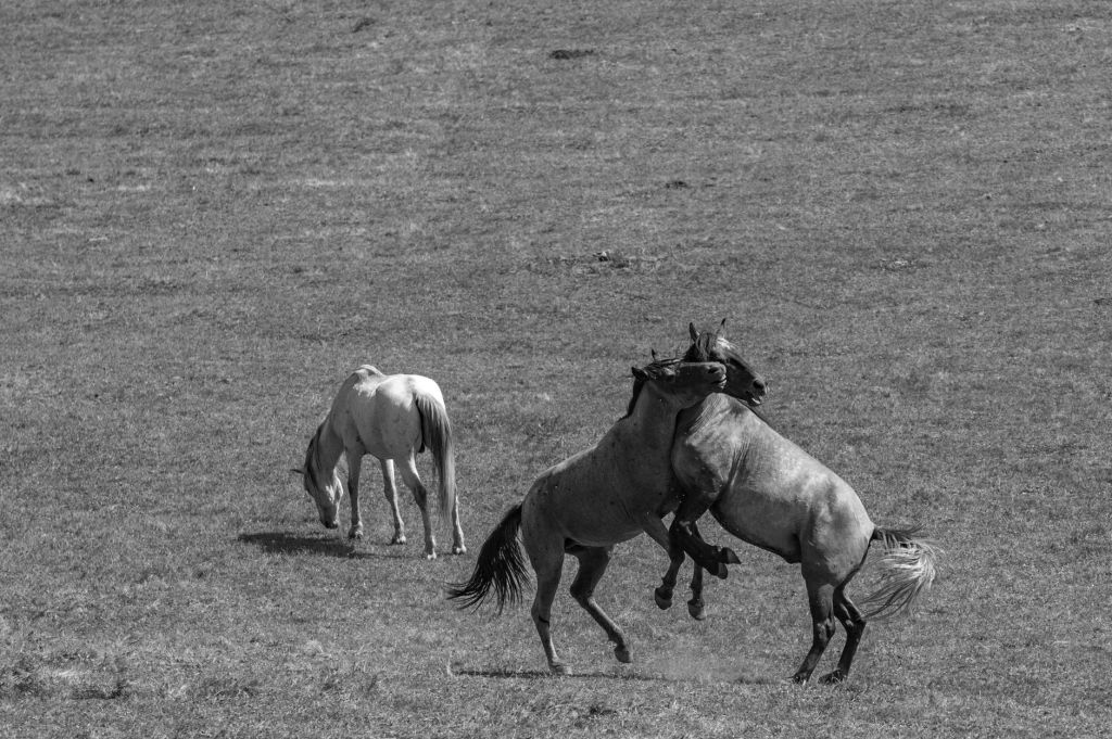 Hold Your Horses