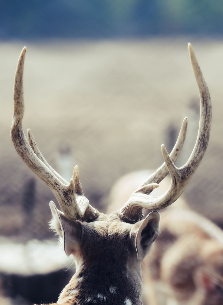Tribal Deer