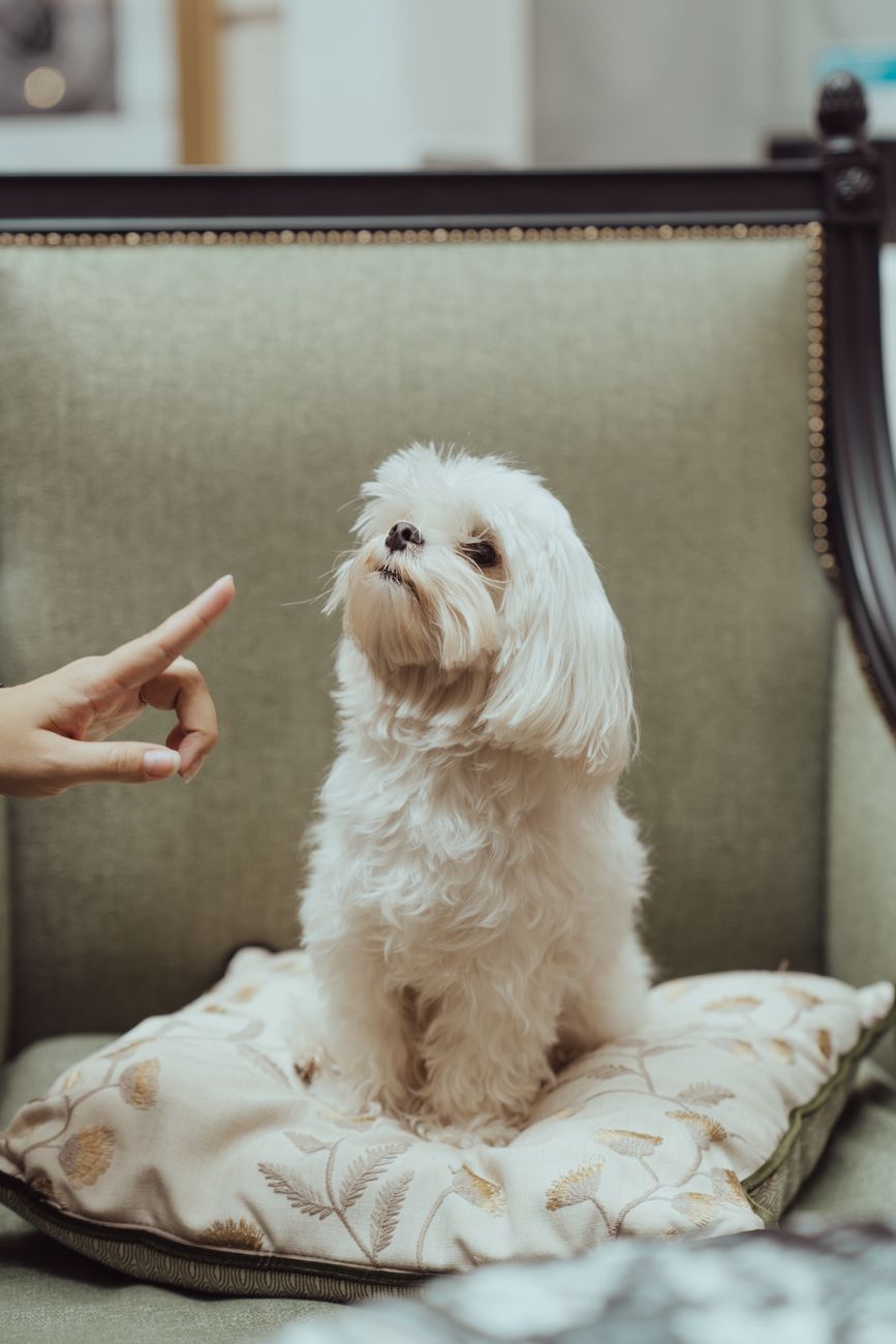 No Pets